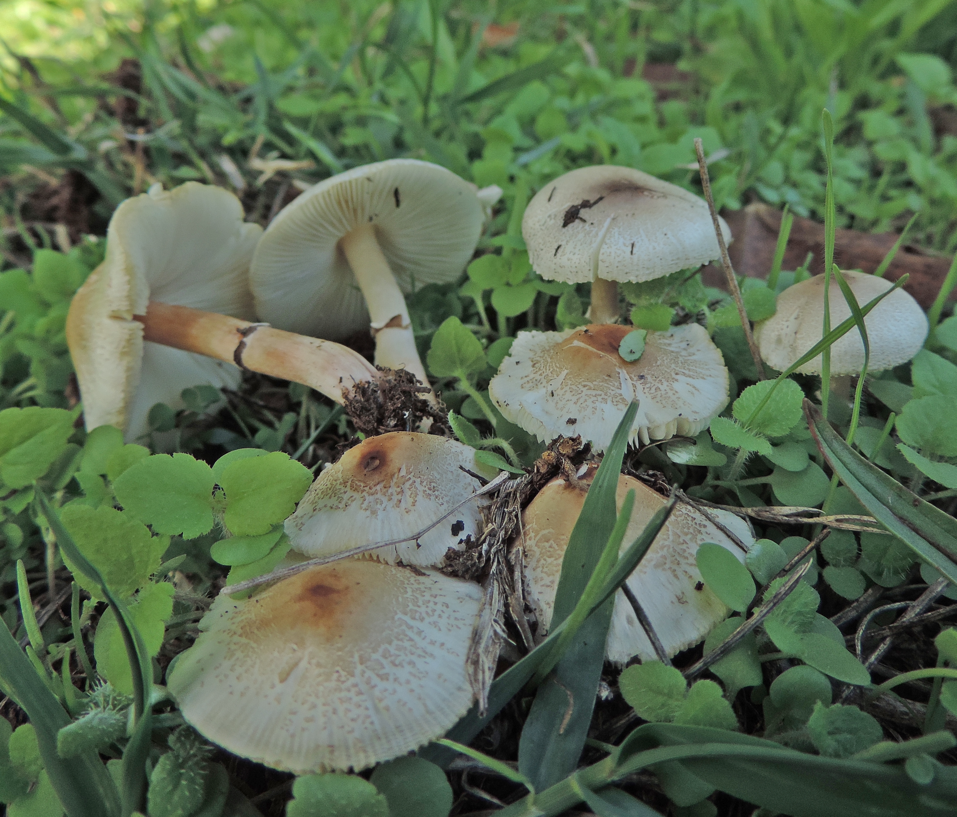 Lepiotalilacea
