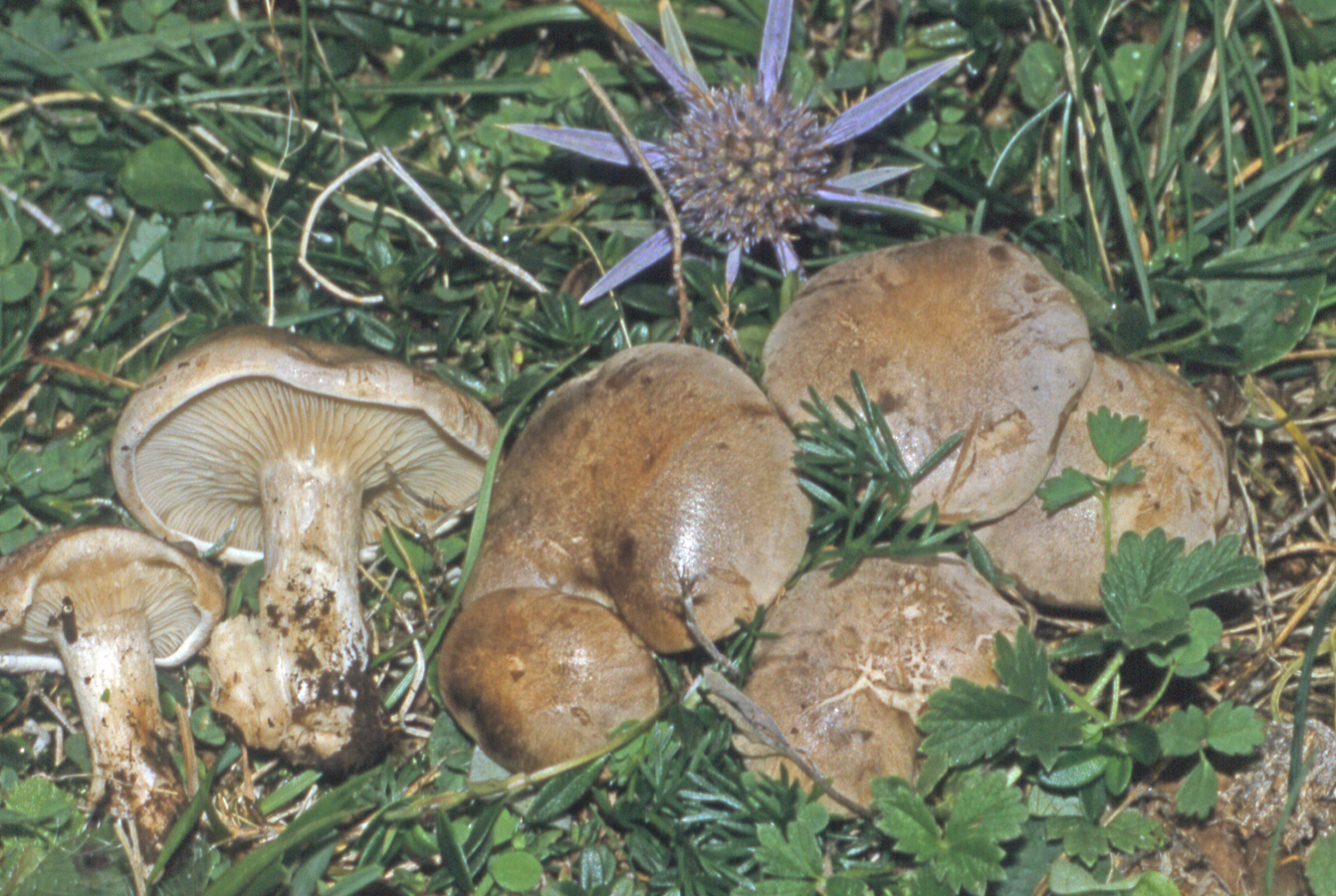 Lepista panaeolus