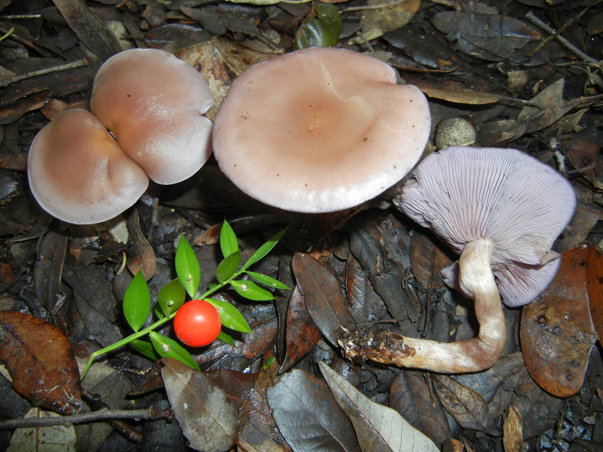 Lepista sordida 1