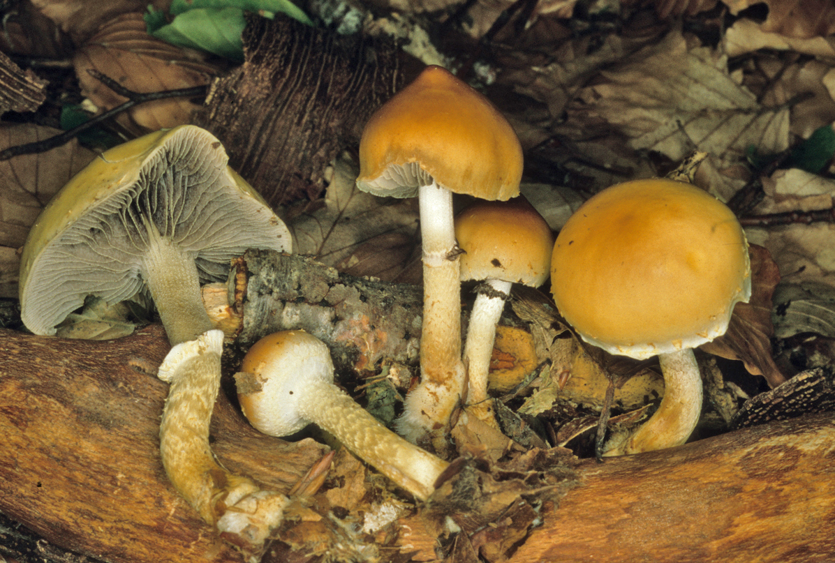 Leratiomyces squamosus