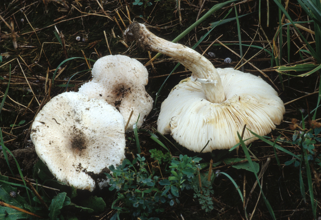Leucoagaricus barssii