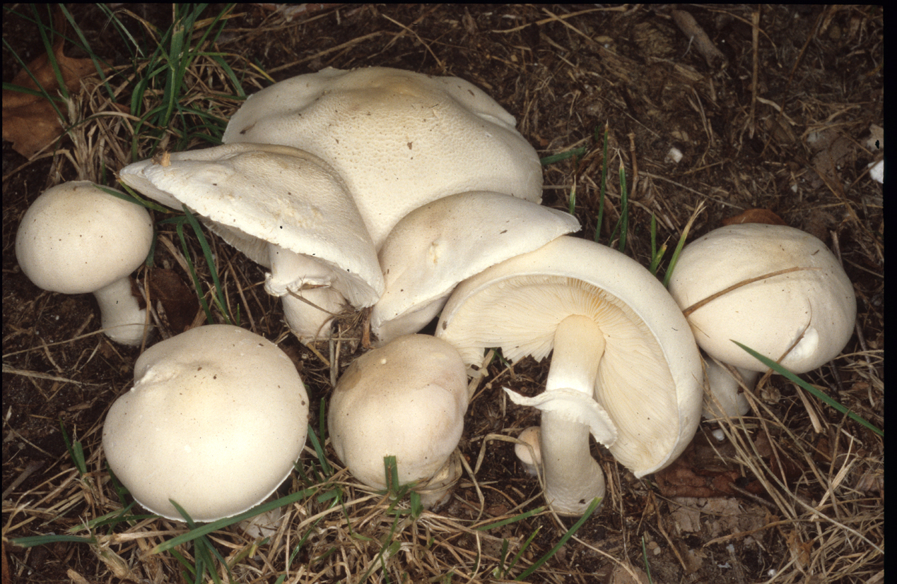 Leucoagaricus leucothites
