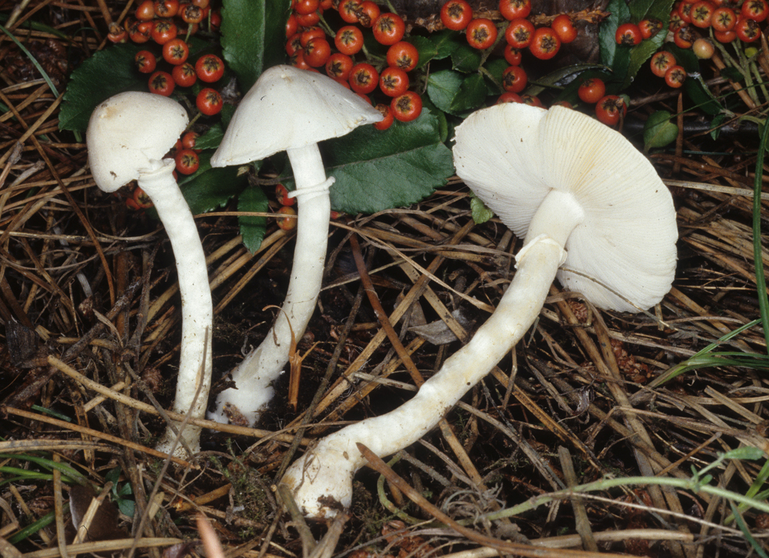 Leucoagaricus sericifer