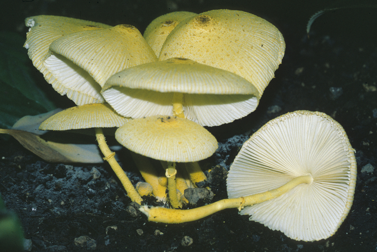 Leucocoprinus birnbaumii