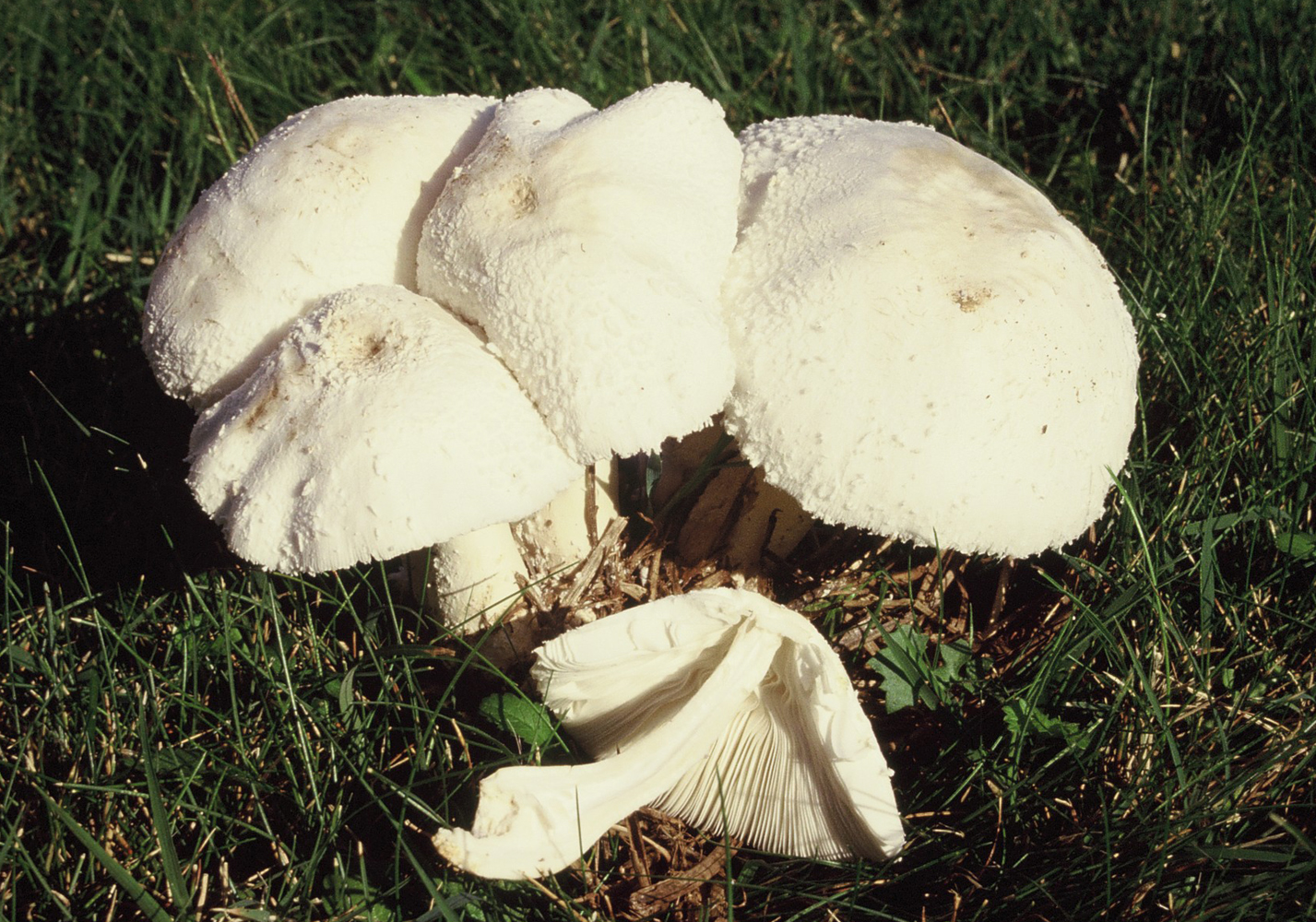 Leucocoprinus cretatus