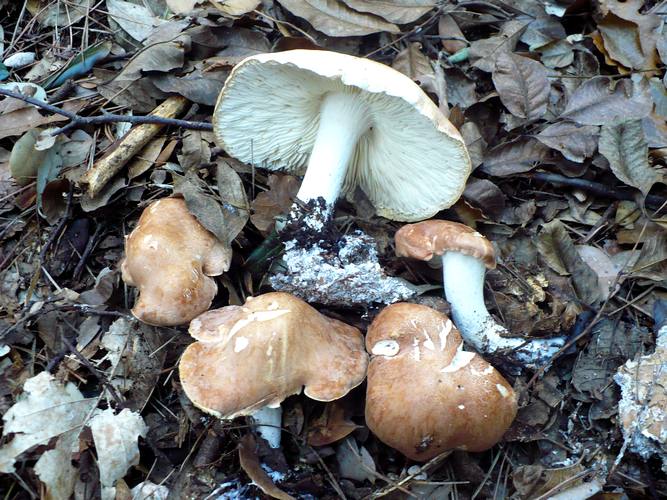 Leucopaxillus_amarus_Conero