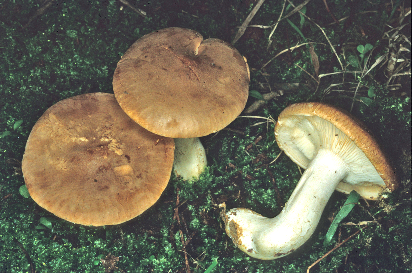 Leucopaxillus gentianeus