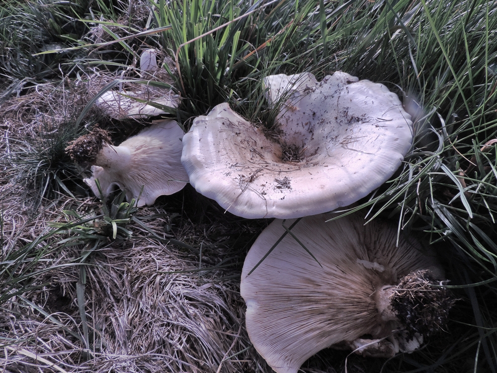 LeucopaxilluscandiduspratiCanazei2014