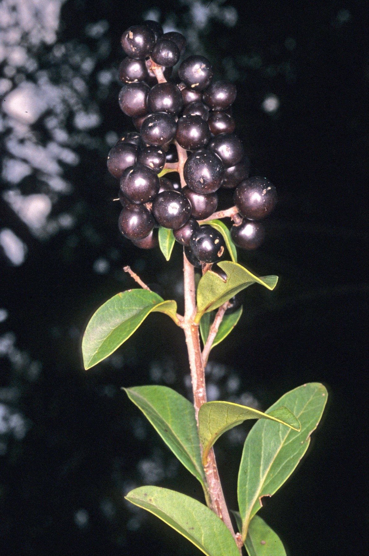 Ligustrum vulgare frutti