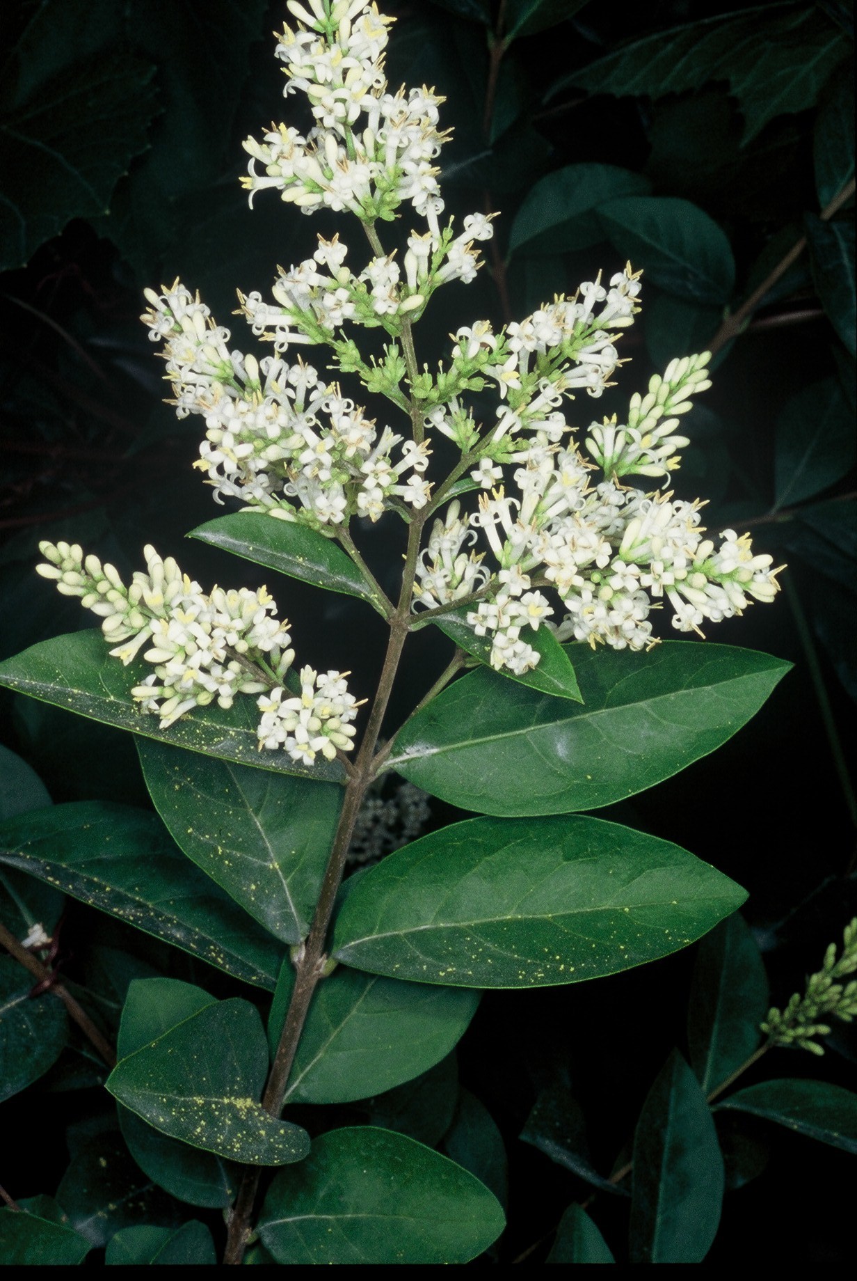 Ligustrum vulgare