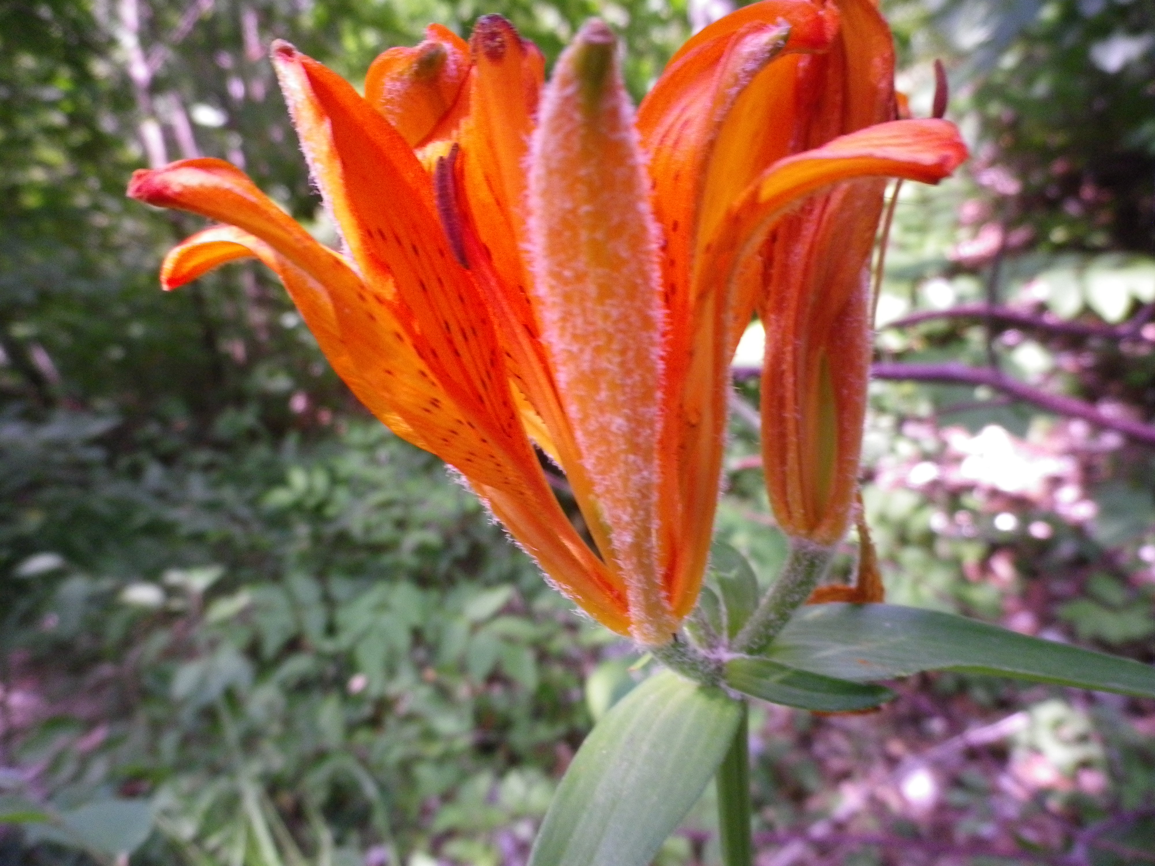 Liliumbulbiferum.gigliodiSanGiovanni OK