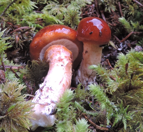 Limacella glioderma