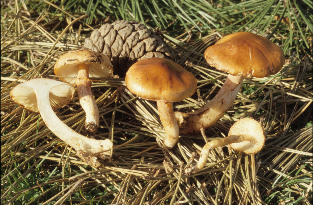 Limacella delicata