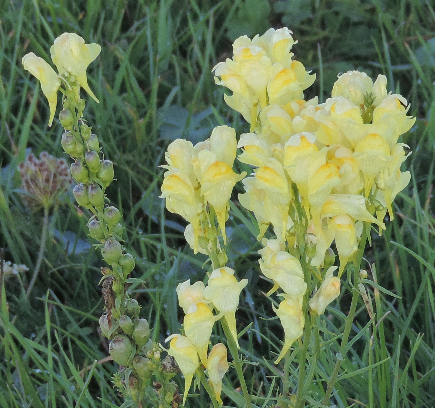 LinariavulgarisLinaiola
