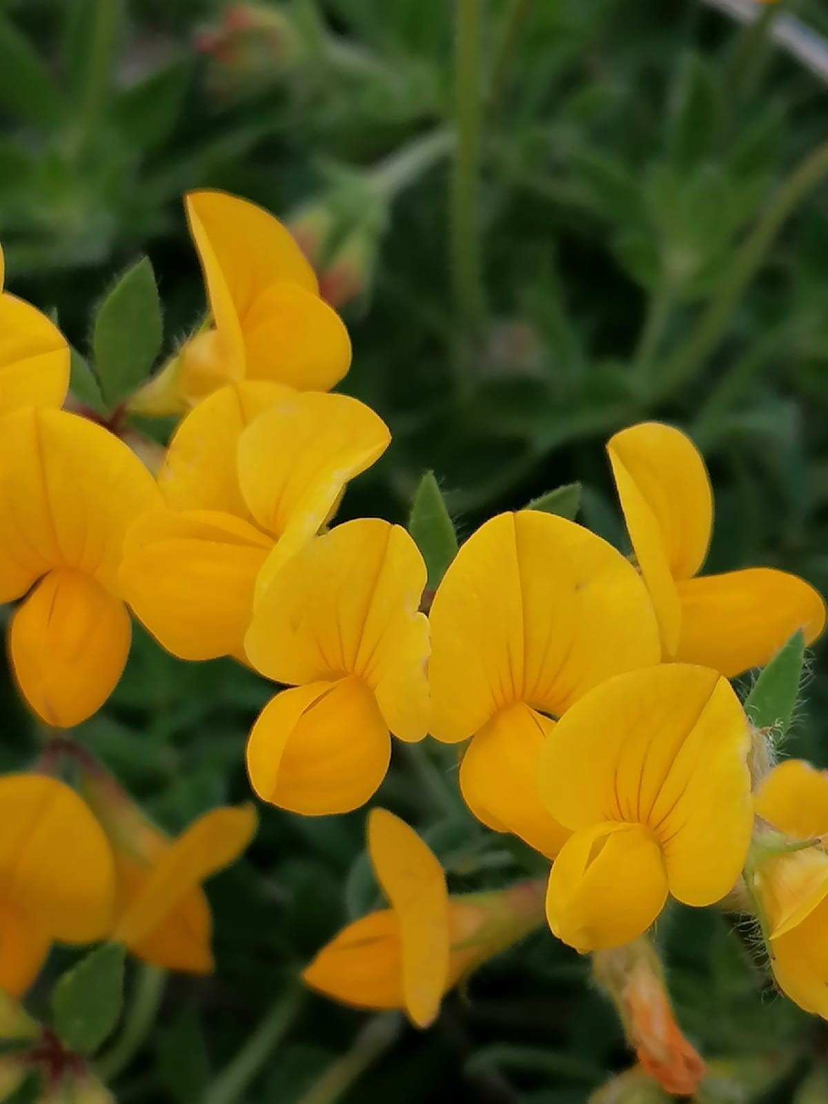 Lotus cornicolatus