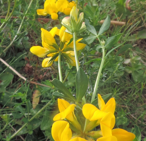 LotuscornicolatoCanazei