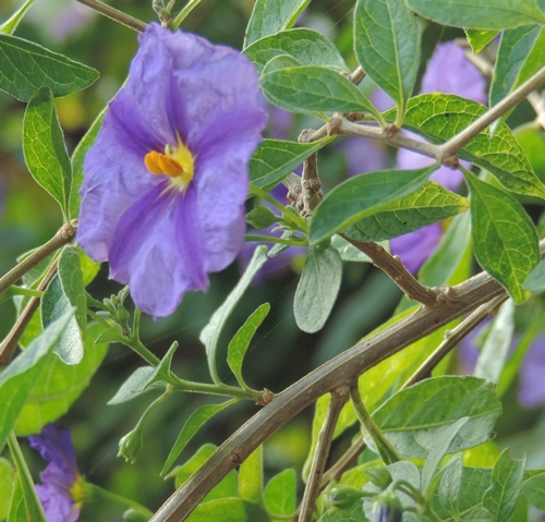 Lycianthes rantonnetii Morella cespugliosa