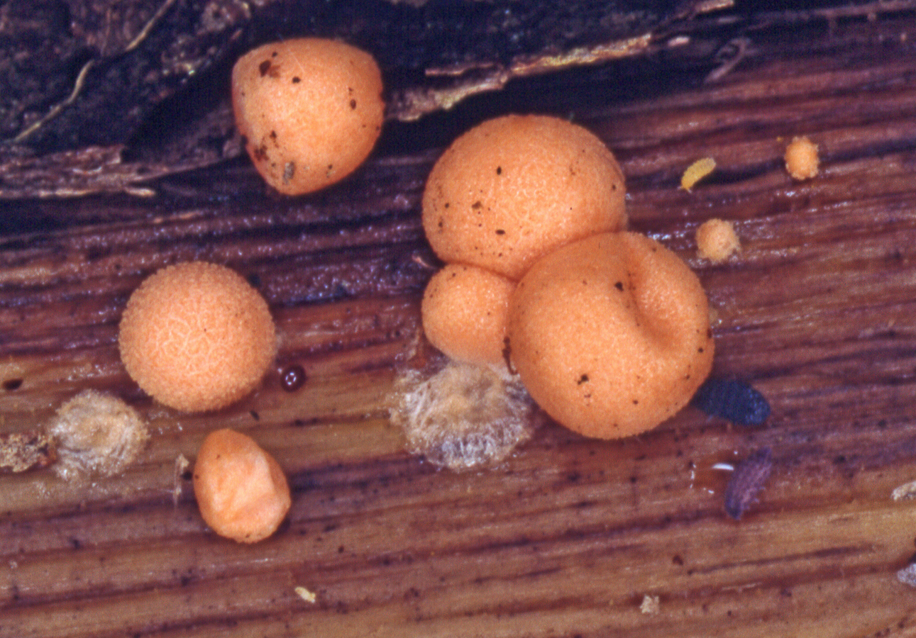 Lycogala epidendron