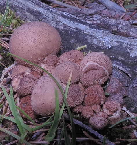 Lycoperdon umbrinum a Canazei
