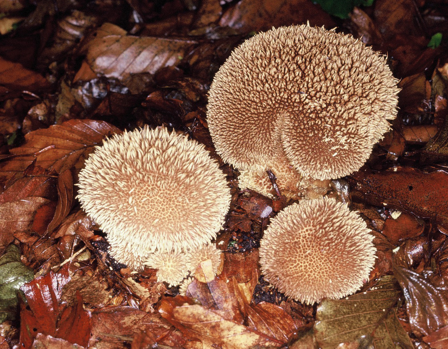 Lycoperdon echinatum