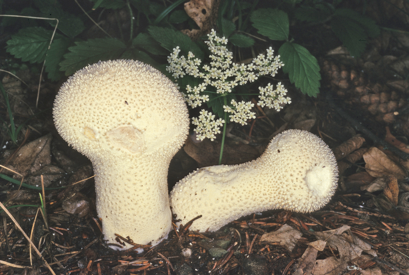 Lycoperdon excipuliforme