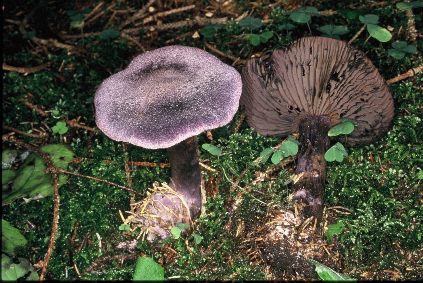 Lycoperdon molle