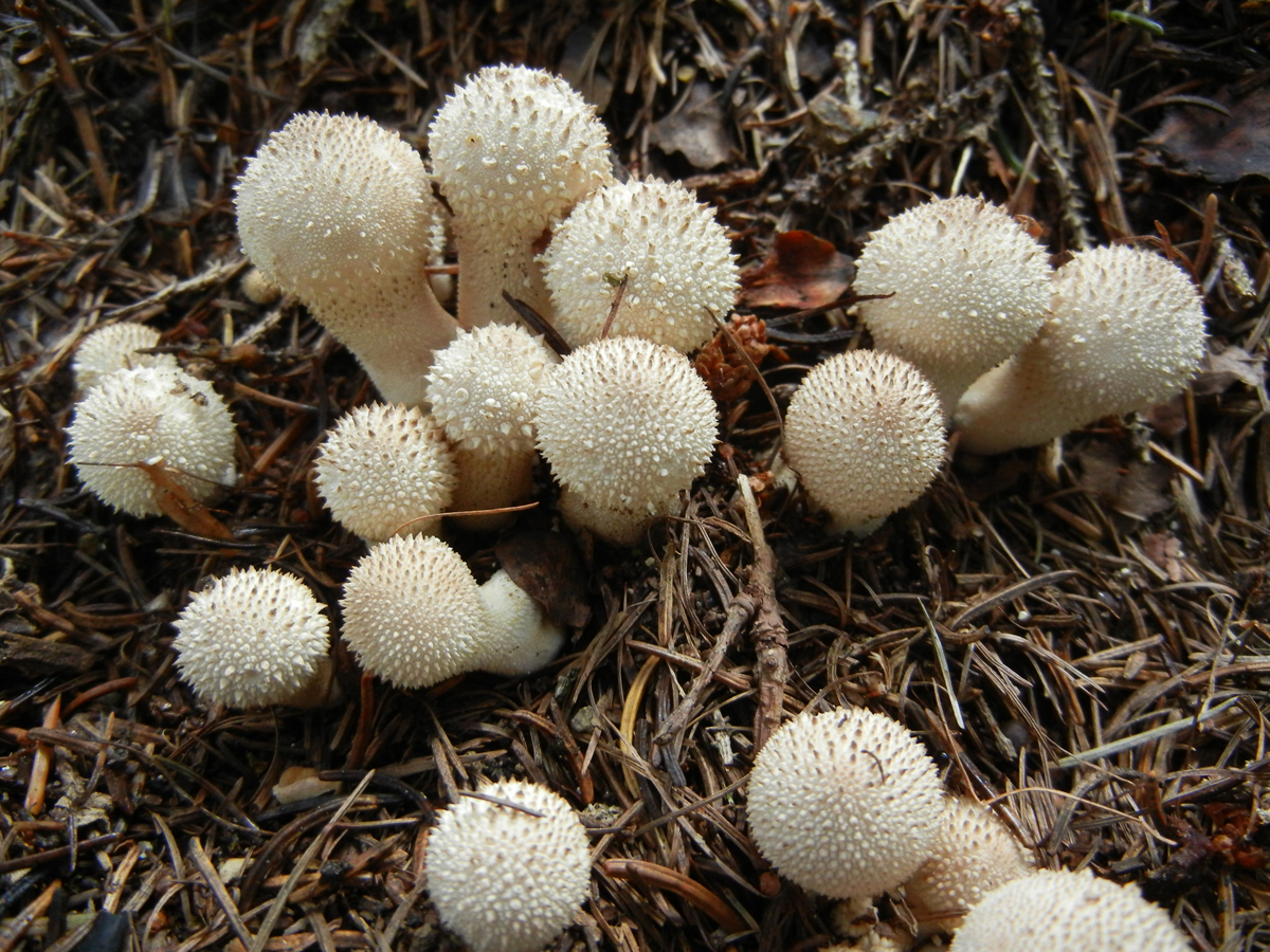 Lycoperdon perlatum 1