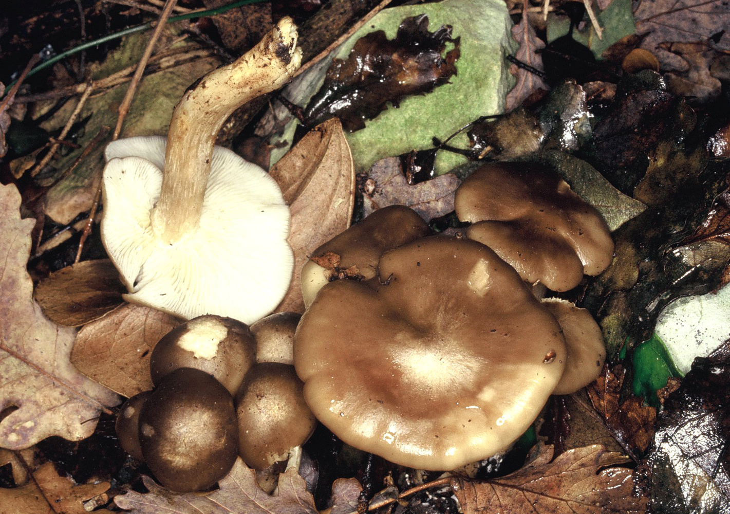 Lyophyllum decastes