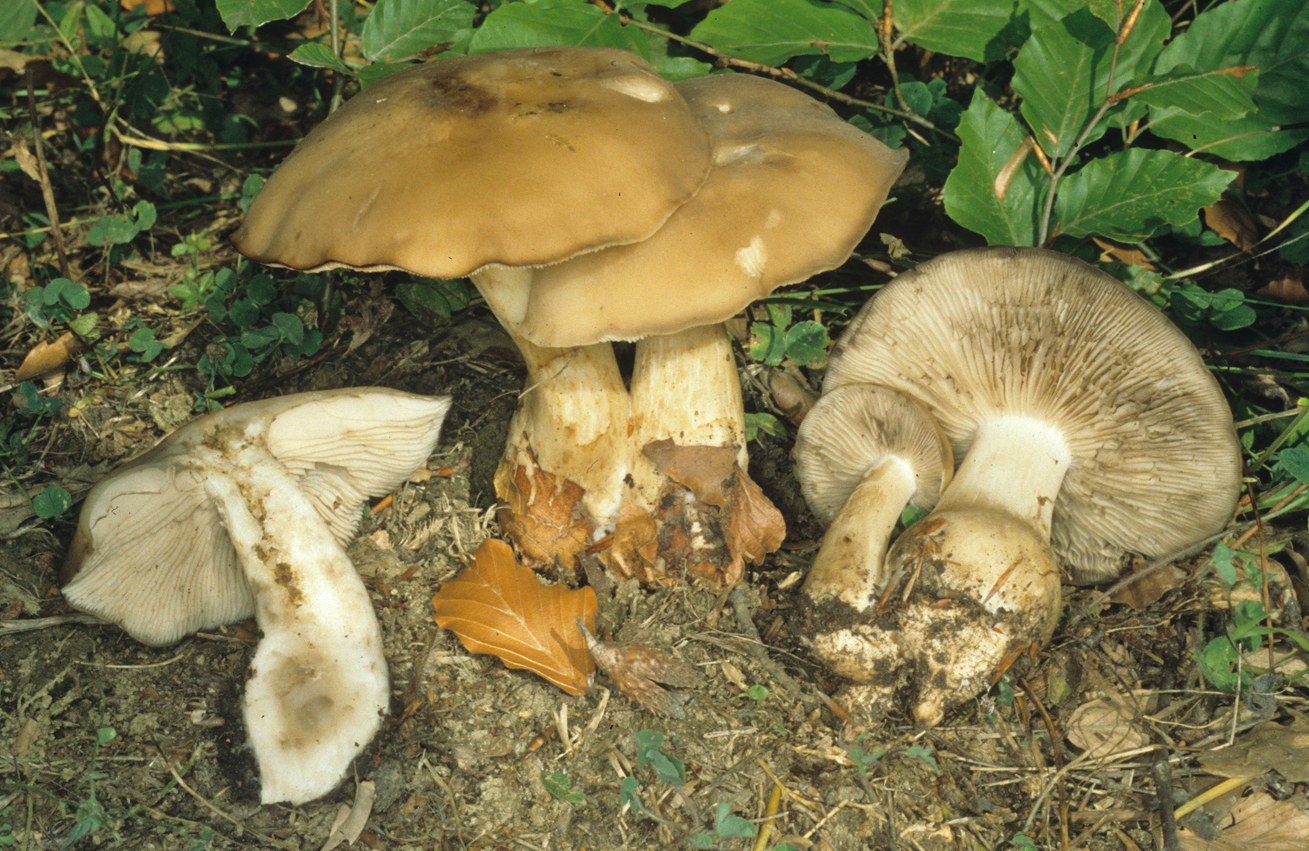 Lyophyllum trigonosporum