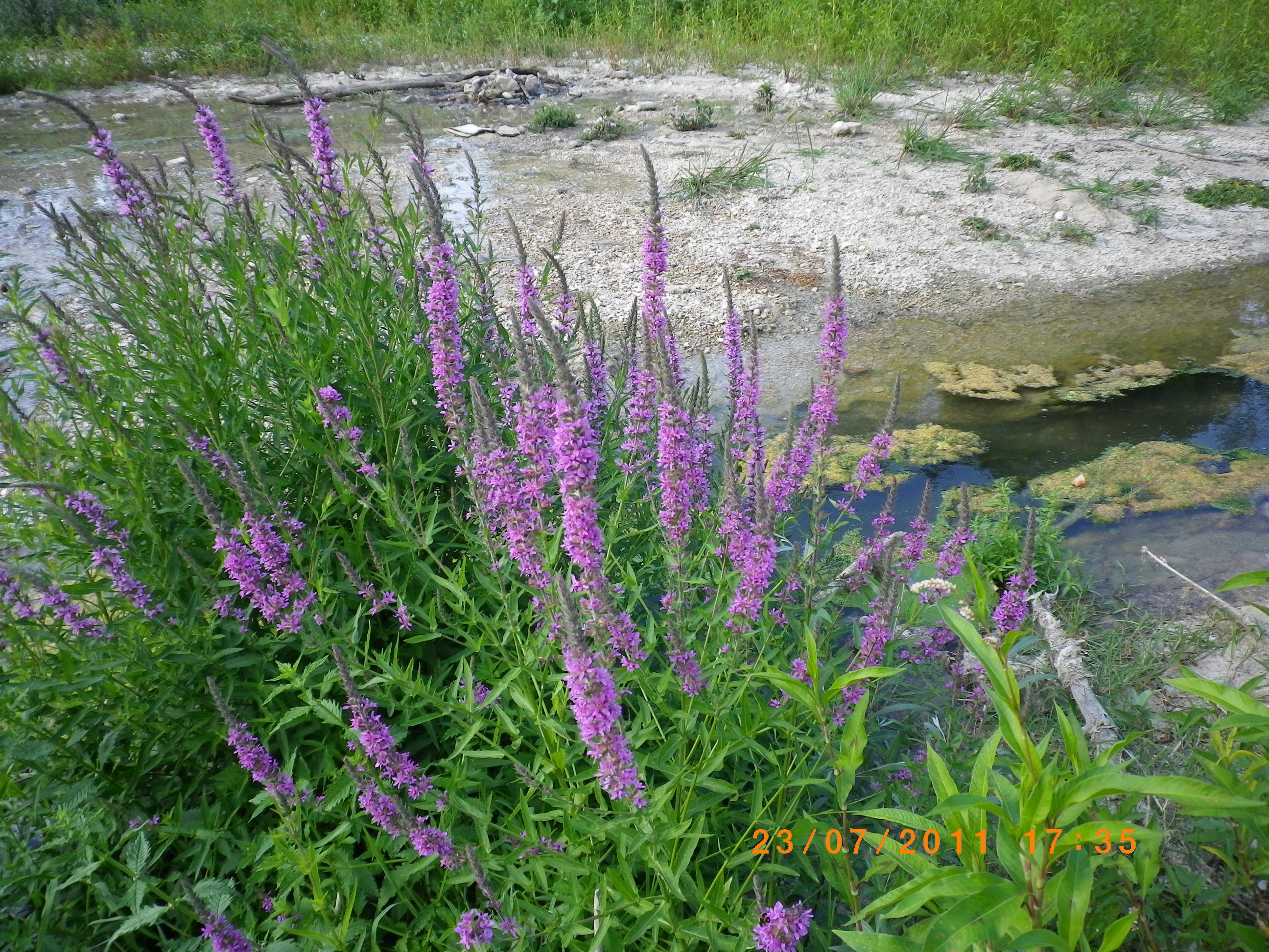 LythrumsalicariaalfiumeEsinoSalcerella