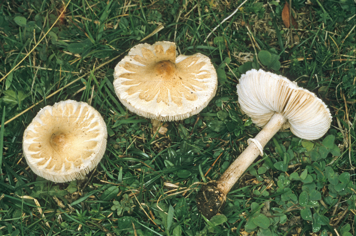 Macrolepiota excoriata