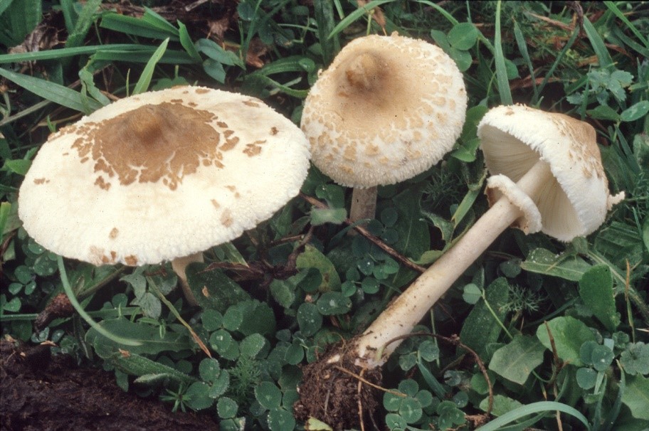 Macrolepiota mastoidea2