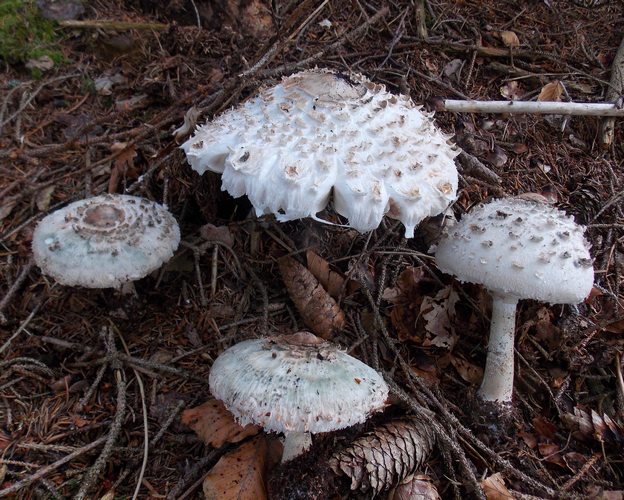Macrolepiota olivascens