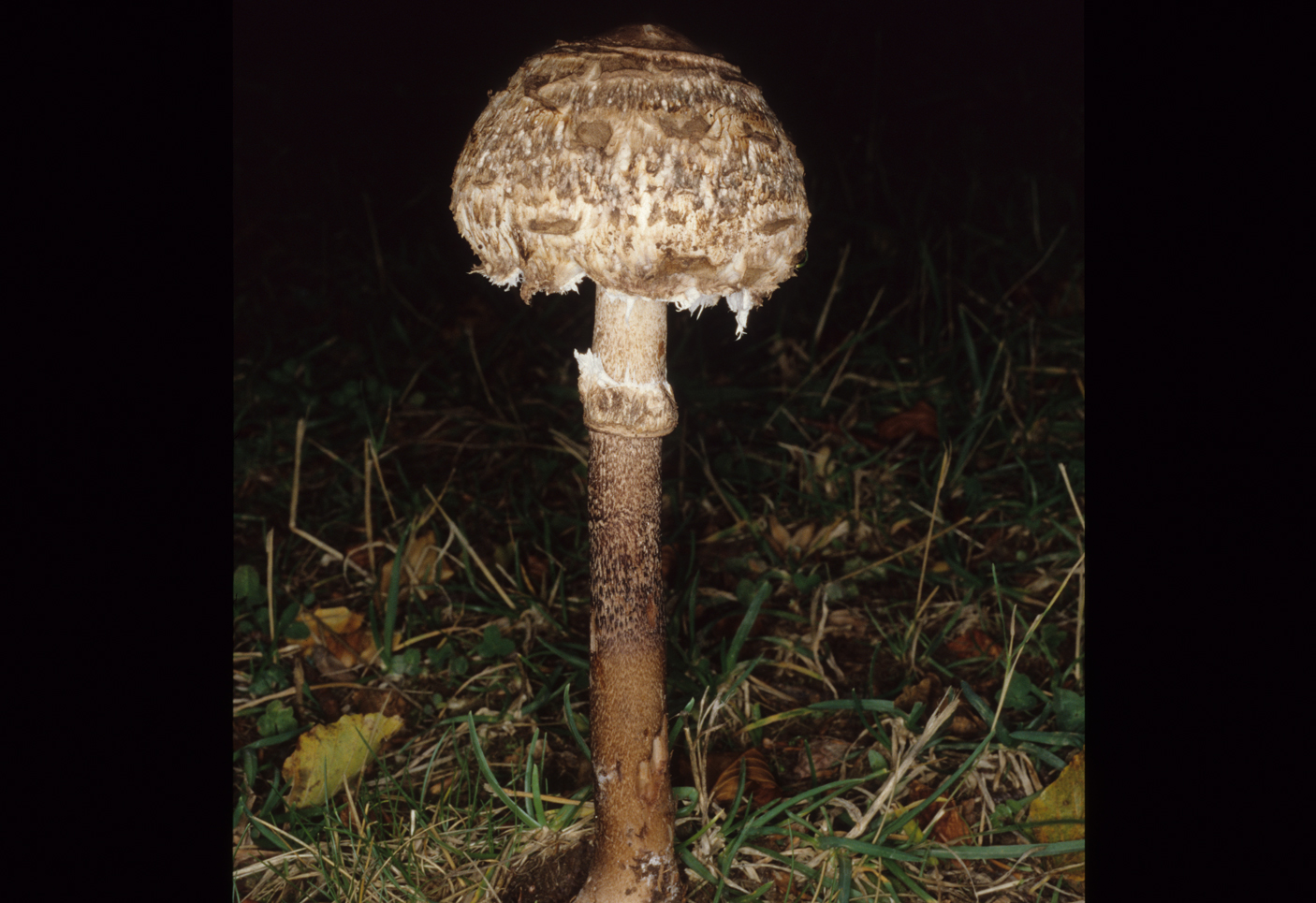 Macrolepiota olivascens1
