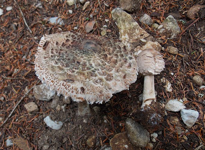 Macrolepiota olivascens Folgaria