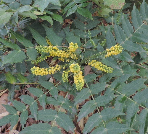 Mahoniabealei
