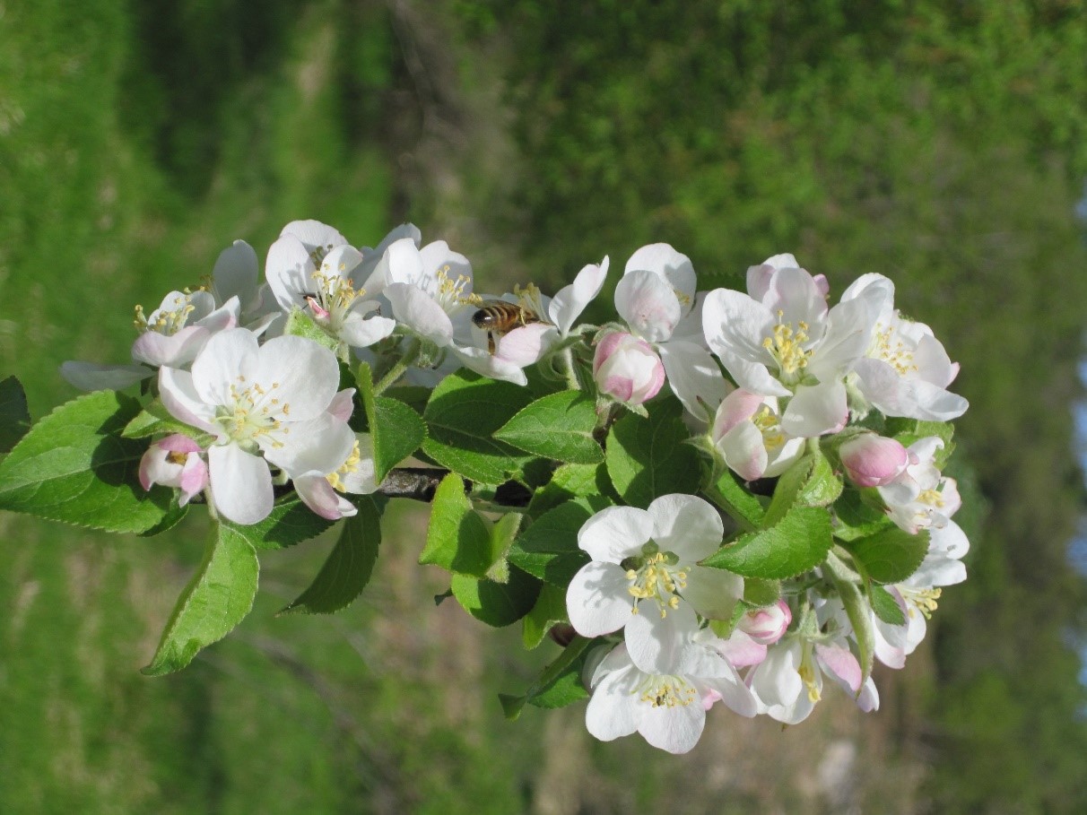 Malus sylvestris fiori