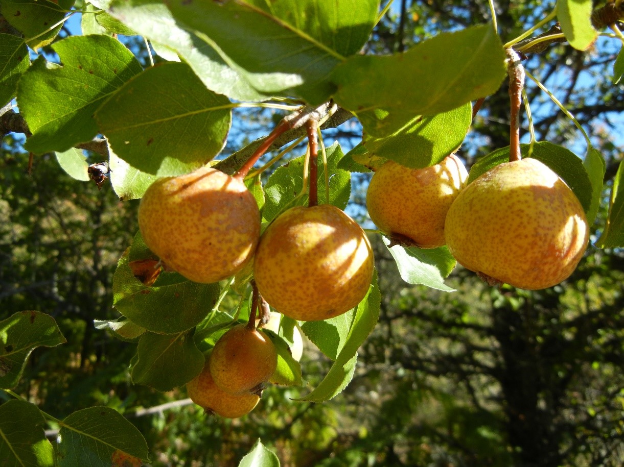 Malus sylvestris frutti