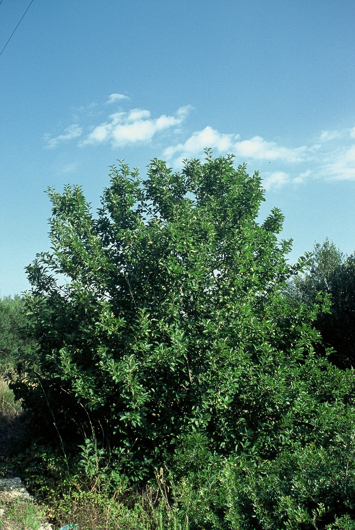 Malus sylvestris