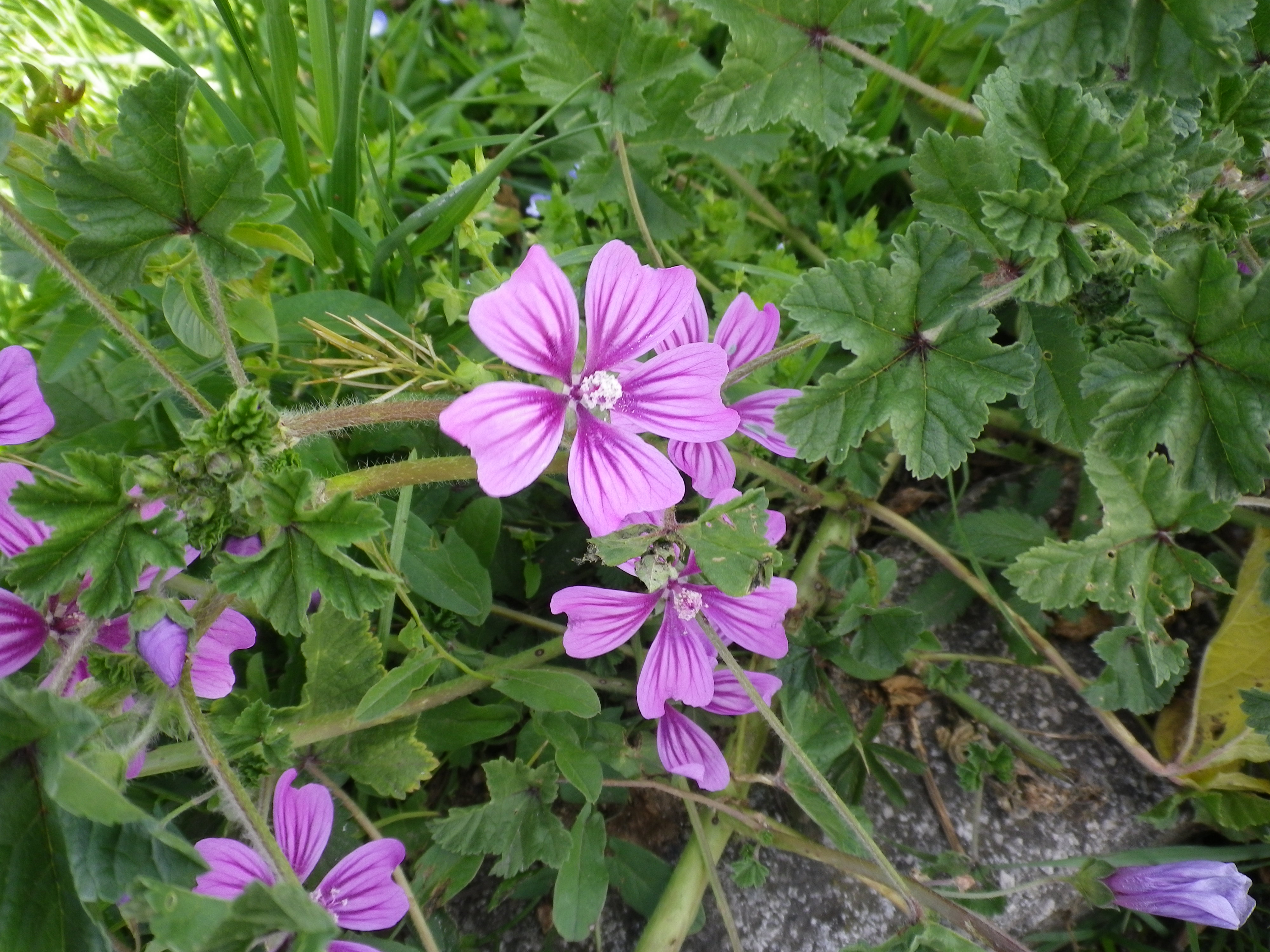 Malvasylvestris