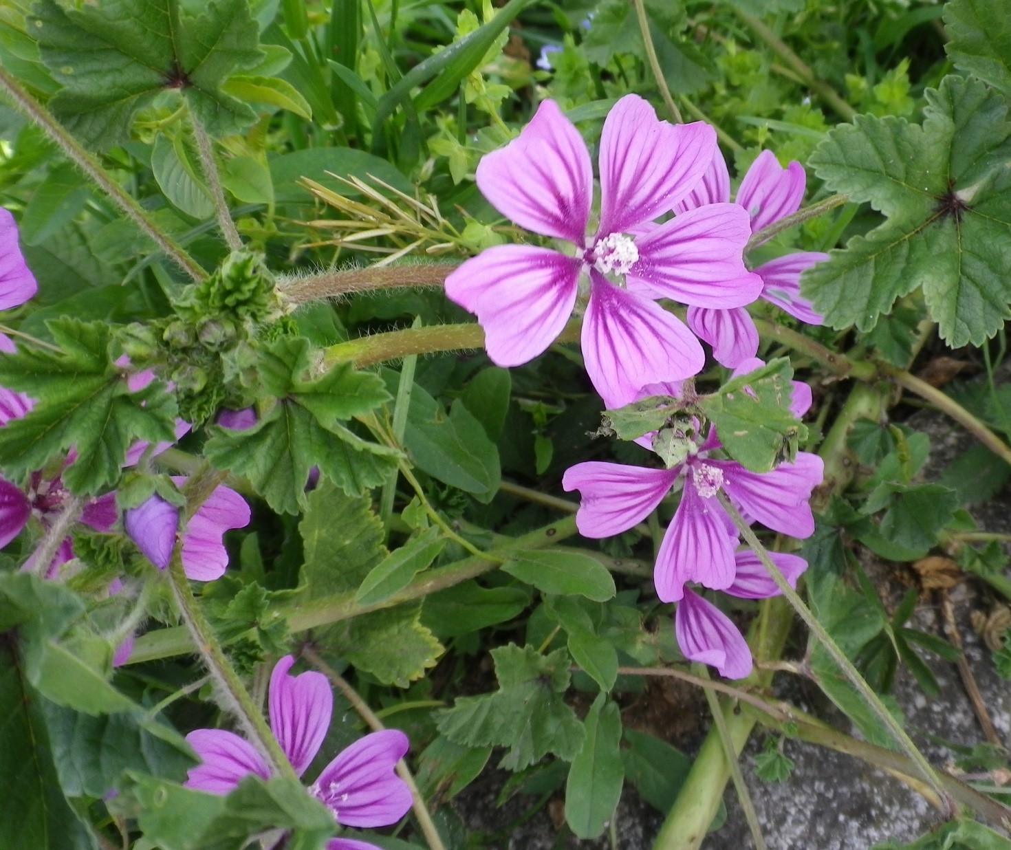 Malvasylvestris1