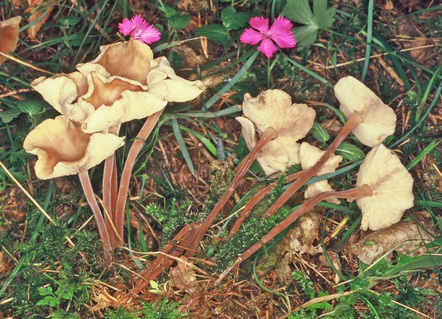 Marasmiellus confluens