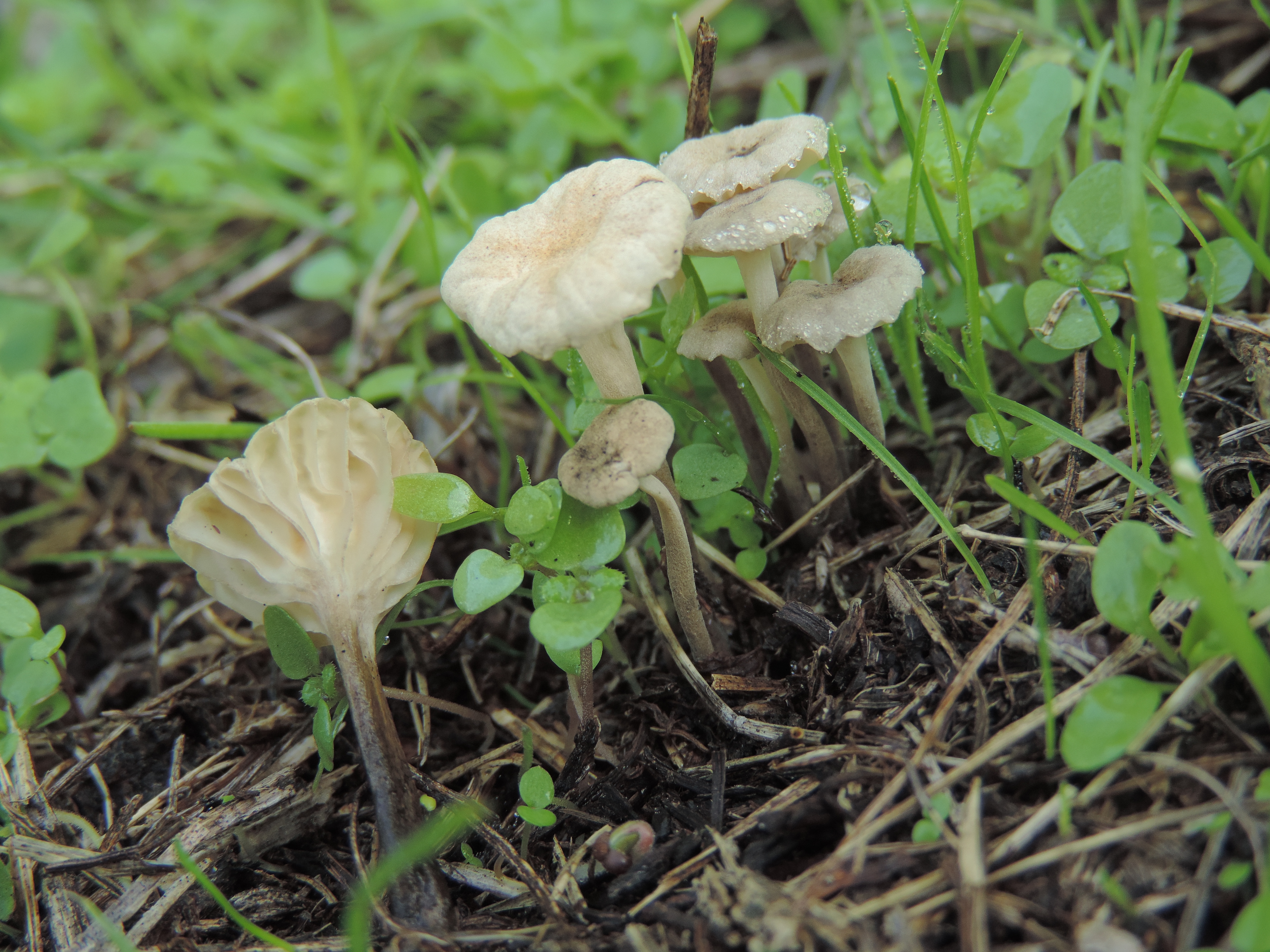 Marasmiellusvaillantii2