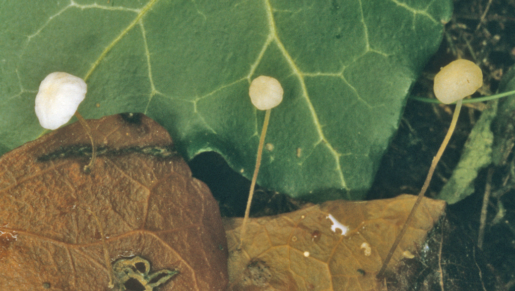 Marasmius epiphylloides