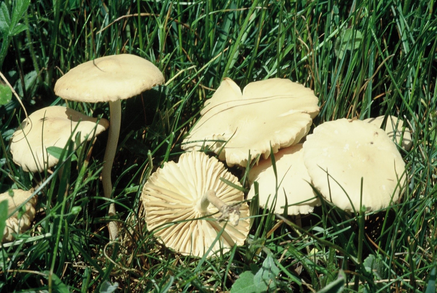 Marasmius oreades