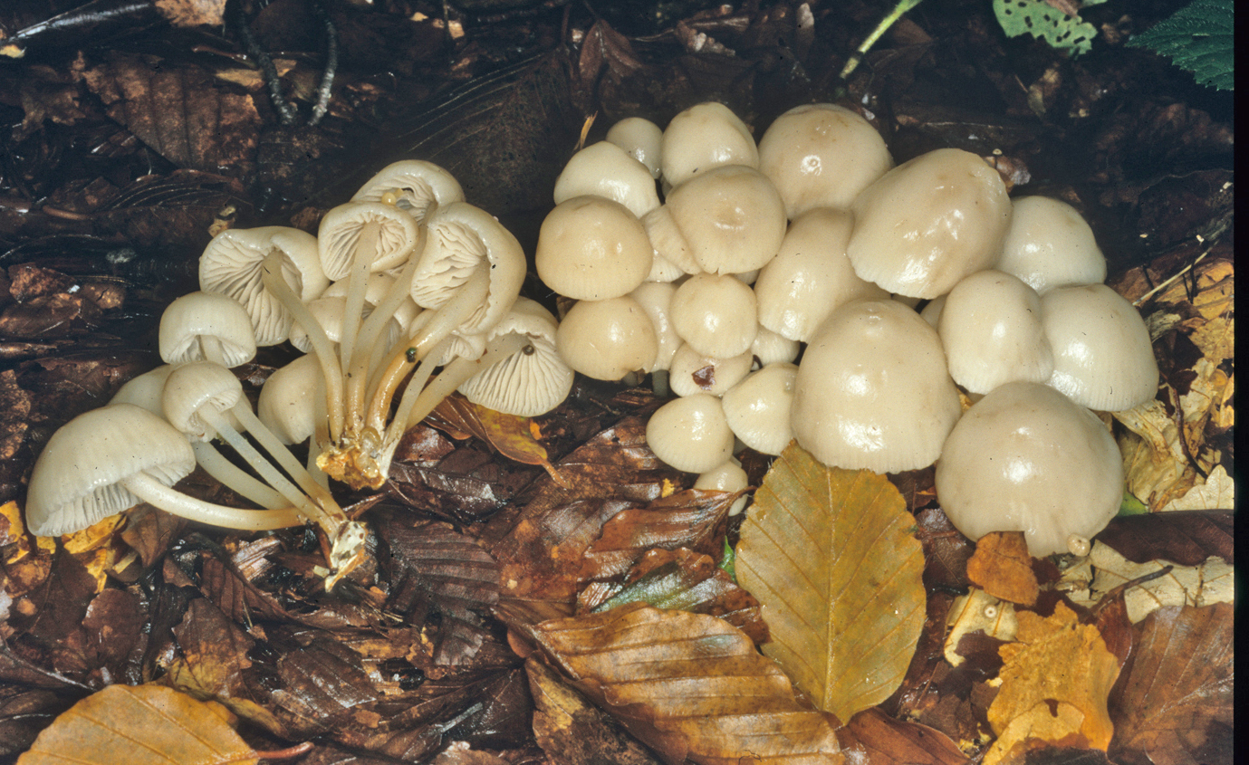 Marasmius wynneae