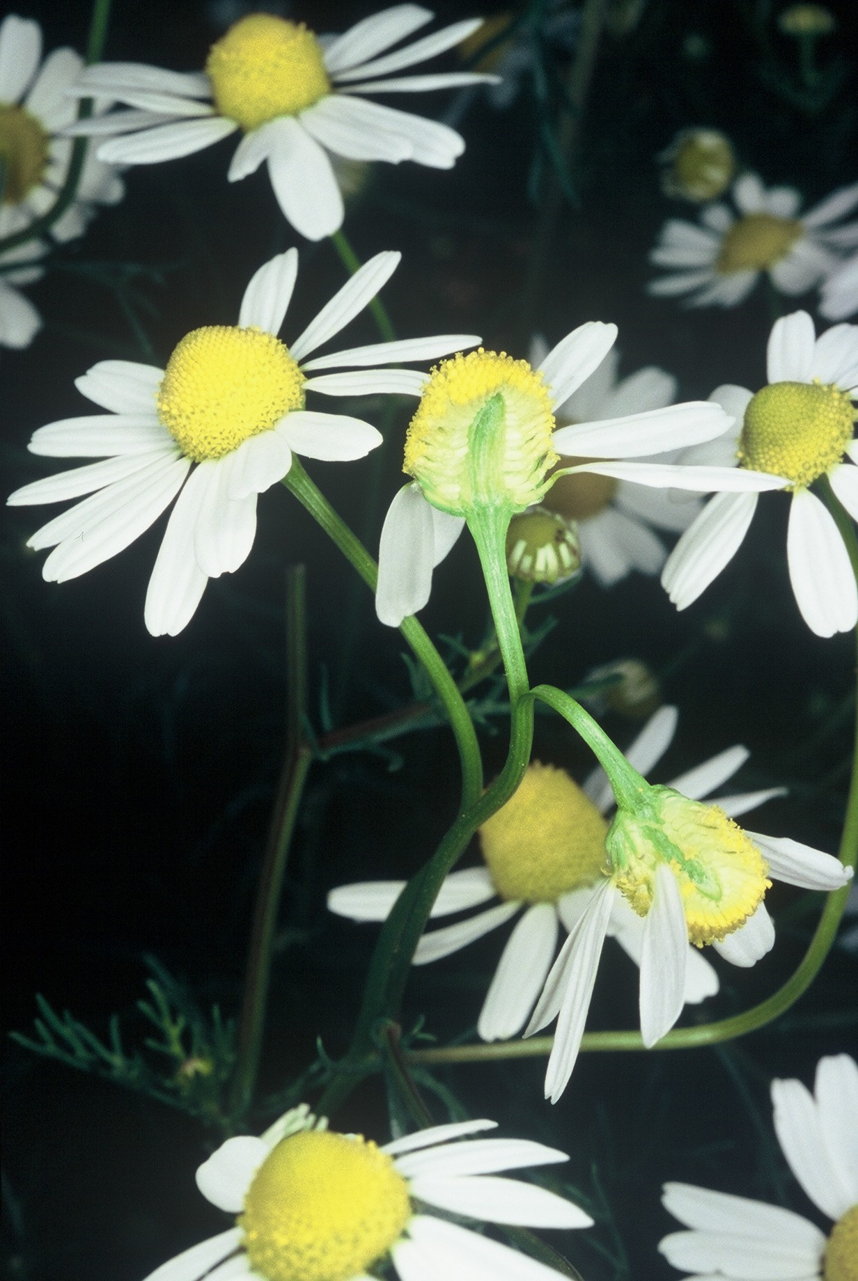 Matricaria Chamomilla