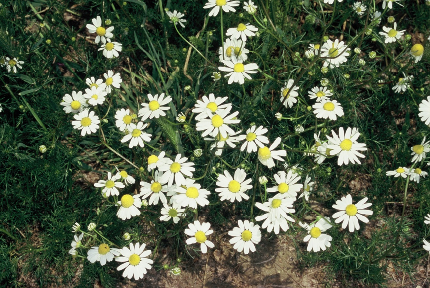 Matricaria Chamomilla 1