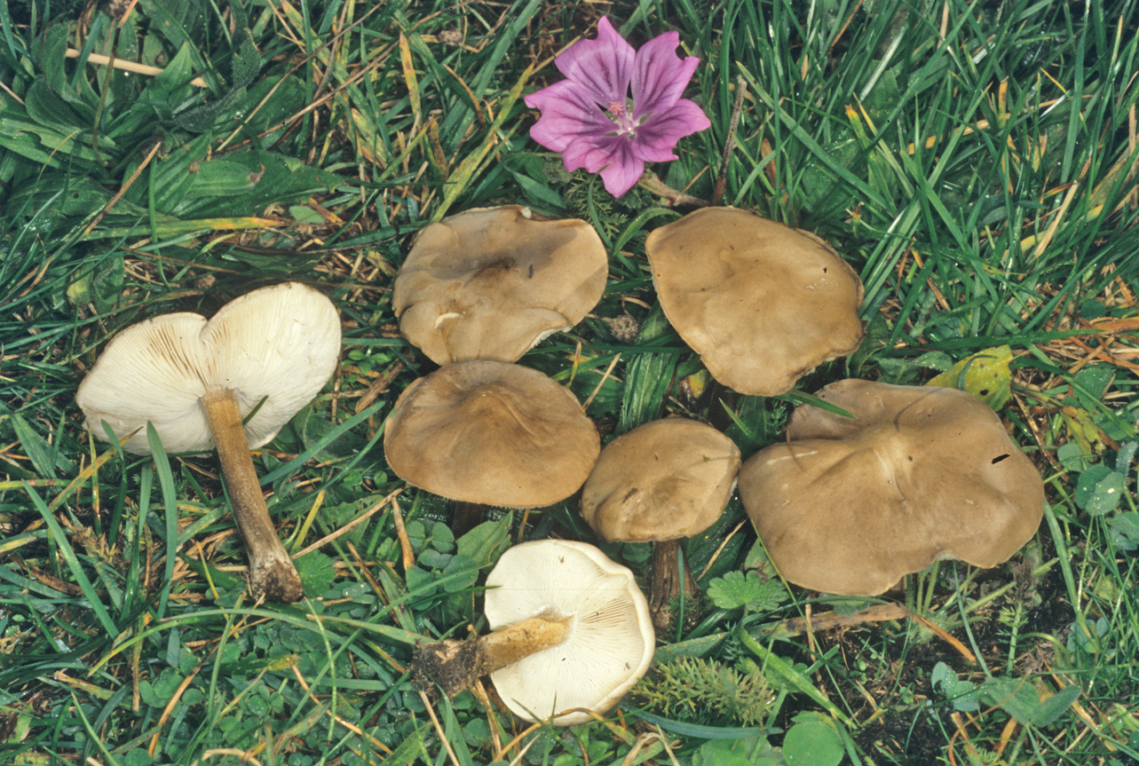 Melanoleuca melaleuca