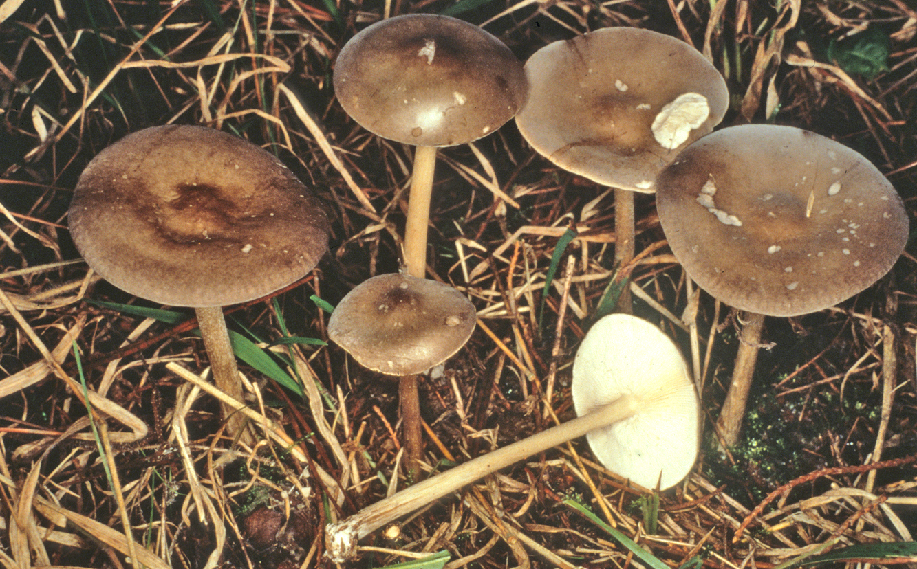 Melanoleuca polioleuca